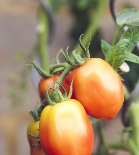 אודות farming04 free img